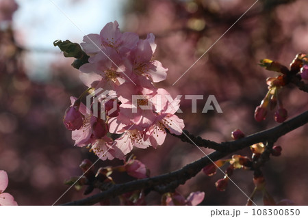 河津桜 河津桜 108300850