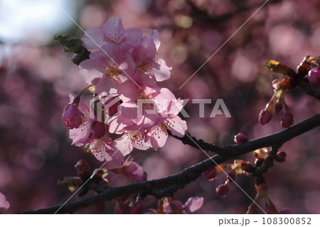 河津桜 河津桜 108300852