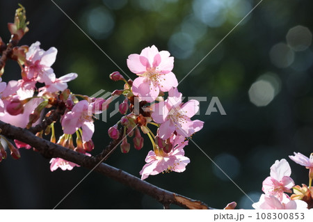 河津桜 108300853