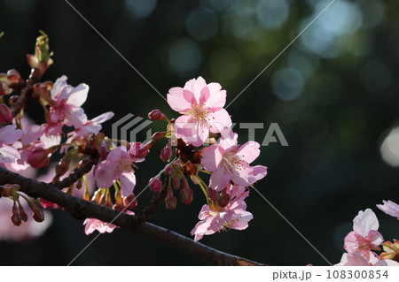 河津桜 河津桜 108300854