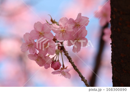 河津桜 108300890
