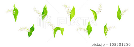 Lily of the Valley Blooming Flower on Stem with Green Leaf Vector Set 108301256