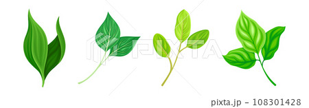 Green Leaf and Fresh Foliage as Nature Element Vector Set 108301428