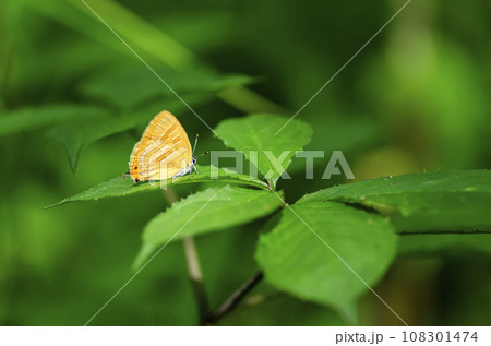 アカシジミ 108301474