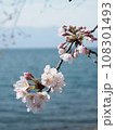 春の琵琶湖畔に咲く桜 108301493