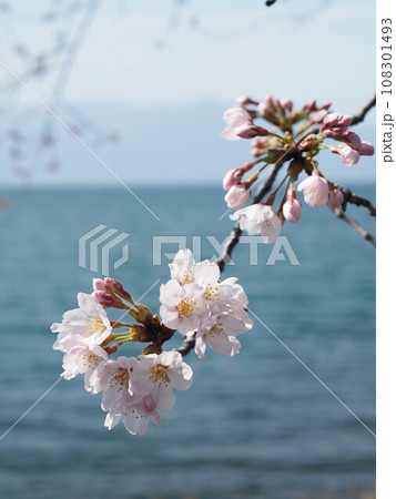 春の琵琶湖畔に咲く桜 108301493