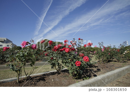 荒尾市　おもやい市民花壇　バラの花、 108301650