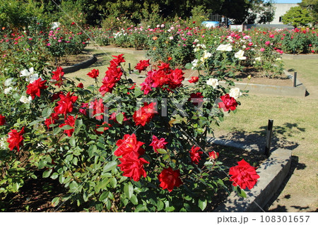 荒尾市　おもやい市民花壇　バラの花、 108301657