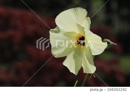 トロロアオイ 108302292