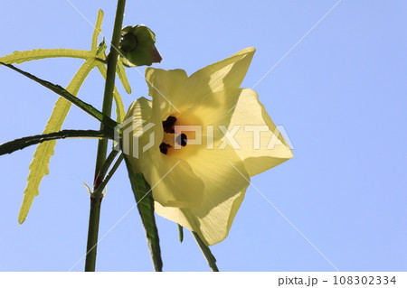 トロロアオイ 108302334