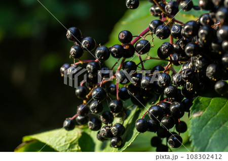 Cluster of black elderberries Sambucus. Elderberry bush with berries Cluster of black elderberries Sambucus. Elderberry bush with berries 108302412