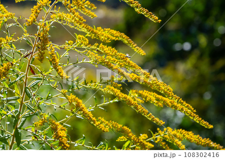 The wild flowers of Solidago altissima in autumn 108302416