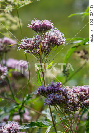 The view of Eupatorium fortunei floral plant blooming in the greenery The view of Eupatorium fortunei floral plant blooming in the greenery 108302435