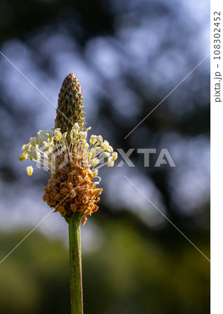Ribwort plantain Plantago lanceolata. Medicinal plants in the garden Ribwort plantain Plantago lanceolata. Medicinal plants in the garden 108302452