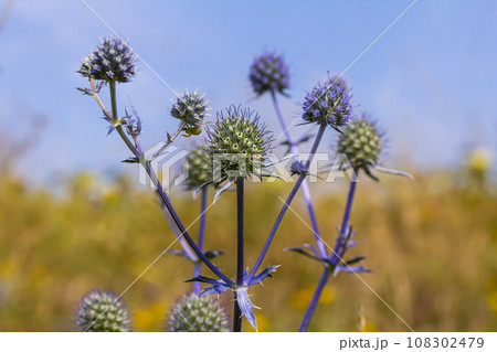 Eryngium Planum Or Blue Sea Holly - Flower Growing On Meadow. Wild Herb Plants 108302479