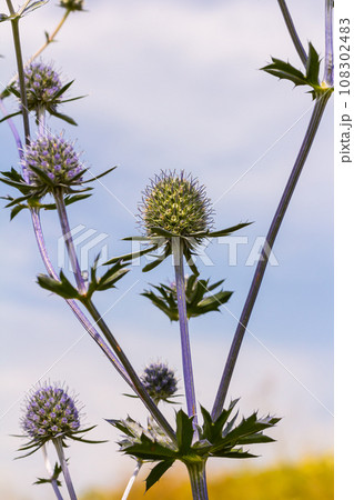 Eryngium Planum Or Blue Sea Holly - Flower Growing On Meadow. Wild Herb Plants Eryngium Planum Or Blue Sea Holly - Flower Growing On Meadow. Wild Herb Plants 108302483
