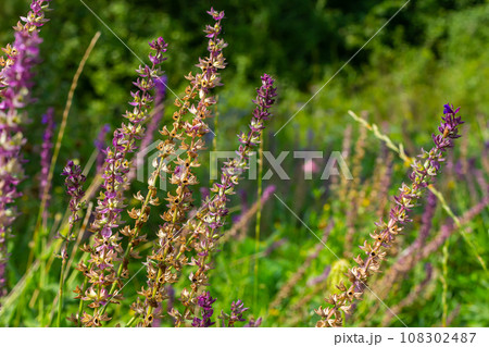 Deep violet-blue flowers, Salvia nemorosa Ostfriesland. Tall purple flower . Salvia, Nepeta. Balkan Clary - Salvia sylvestris Deep violet-blue flowers, Salvia nemorosa Ostfriesland. Tall purple flower . Salvia, Nepeta. Balkan Clary - Salvia sylvestris 108302487