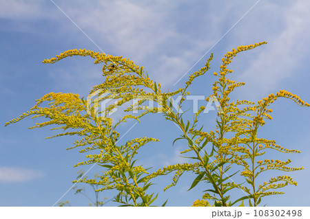 The wild flowers of Solidago altissima in autumn 108302498