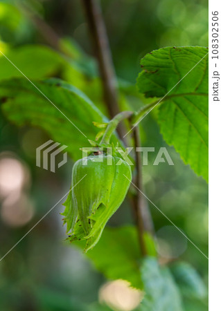 Young hazel, green hazelnut nuts, grow on a tree Young hazel, green hazelnut nuts, grow on a tree 108302506