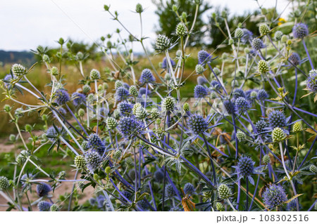 Eryngium Planum Or Blue Sea Holly - Flower Growing On Meadow. Wild Herb Plants Eryngium Planum Or Blue Sea Holly - Flower Growing On Meadow. Wild Herb Plants 108302516