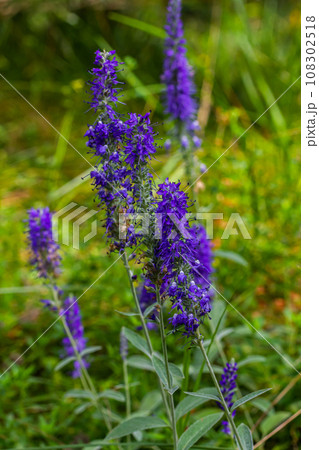 Flowering spikes of Veronica Spicata Ulster Dwarf Blue flower Flowering spikes of Veronica Spicata Ulster Dwarf Blue flower 108302518