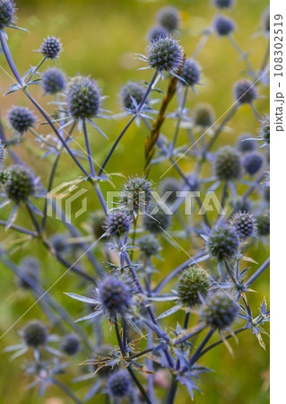Eryngium Planum Or Blue Sea Holly - Flower Growing On Meadow. Wild Herb Plants Eryngium Planum Or Blue Sea Holly - Flower Growing On Meadow. Wild Herb Plants 108302519