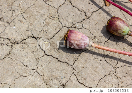Drought field land with poppy seeds Papaver poppyhead, drying up soil cracked, drying up the soil cracked, climate change, environmental disaster and earth cracks, dry death for plants 108302558