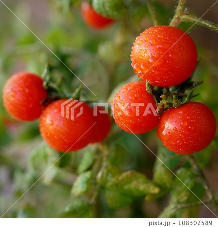 Beautiful small cherry fresh tomatoes. Healthy vegetables - organic food. 108302589