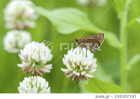 コチャバネセセリ 108302593