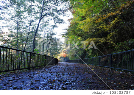 瀬戸合峡への歩道の紅葉/栃木県日光市川俣 瀬戸合峡への歩道の紅葉/栃木県日光市川俣 108302787
