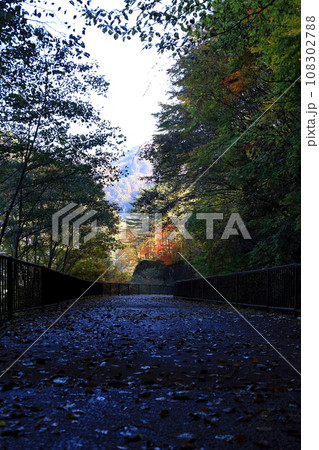瀬戸合峡への歩道の紅葉/栃木県日光市川俣 瀬戸合峡への歩道の紅葉/栃木県日光市川俣 108302788