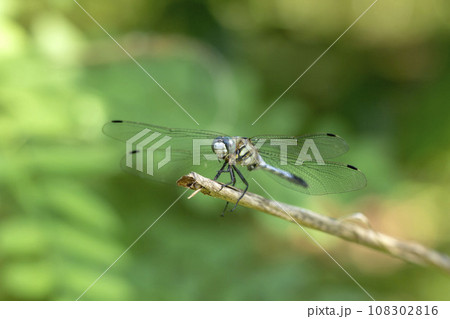 シオカラトンボ 108302816