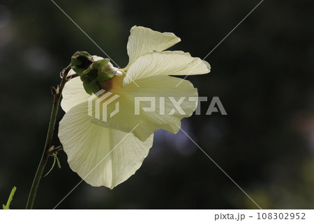 トロロ葵 108302952