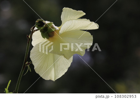 トロロ葵 108302953