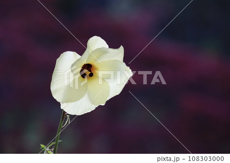 トロロ葵 108303000