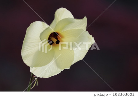 トロロ葵 トロロ葵 108303003