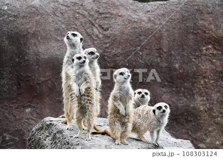 立って見つめるミーアキャット 108303124