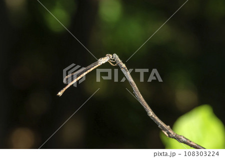 ホソミオツネントンボ 108303224