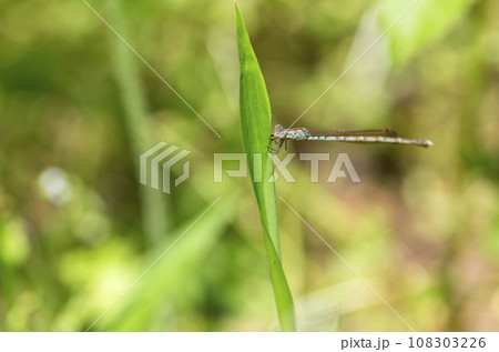 ホソミオツネントンボ 108303226
