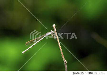 ホソミオツネントンボ 108303232