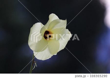 トロロ葵 トロロ葵 108303290