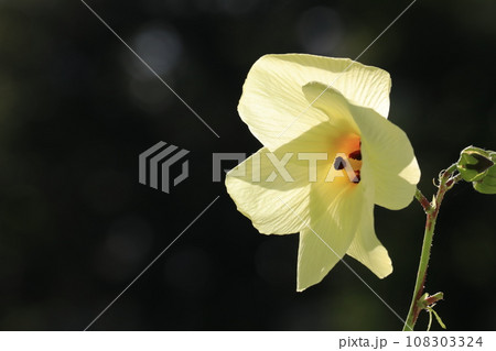 トロロ葵 108303324