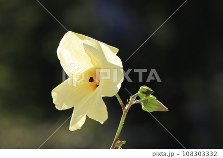 トロロ葵 108303332