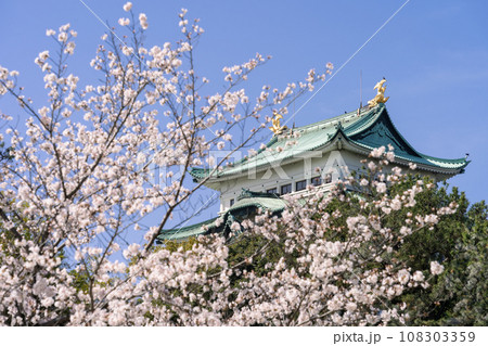 名古屋城と桜（ソメイヨシノ） 108303359