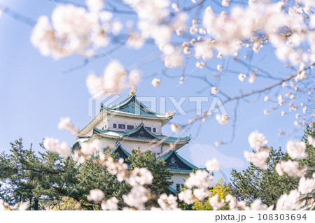 名古屋城天守閣と桜　北側から 108303694