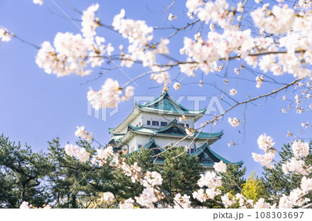 名古屋城天守閣と桜　北側から 108303697