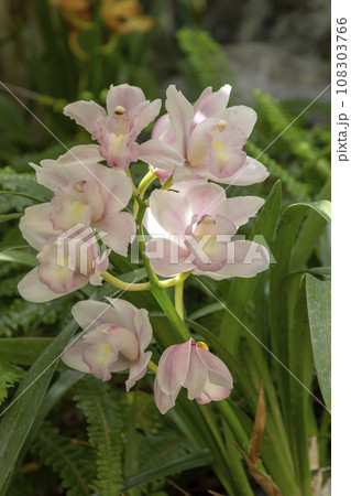 シンビジューム 108303766