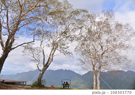 戸隠スキー場の展望台と大きな白樺に囲まれたブランコ 108303770