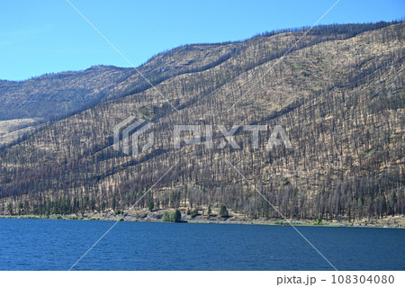 burned forest after wildfire. dramatic burned forest in Canada burned forest after wildfire. dramatic burned forest in Canada 108304080