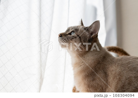 見つめる猫 シャムトラ猫 見つめる猫 シャムトラ猫 108304094